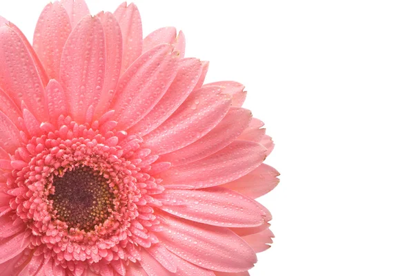 Flor de gerber rosa no fundo branco — Fotografia de Stock