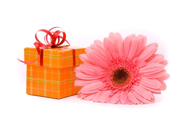 Rosa gerber blomma och present box — Stockfoto