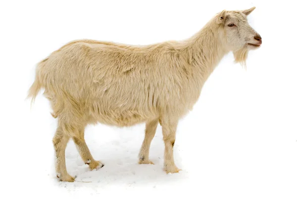 Goat walk on snow isolated — Stock Photo, Image
