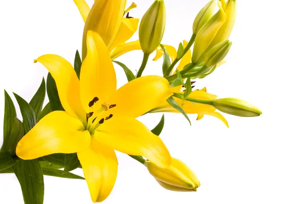 Żółta lilia na białym tle — Zdjęcie stockowe