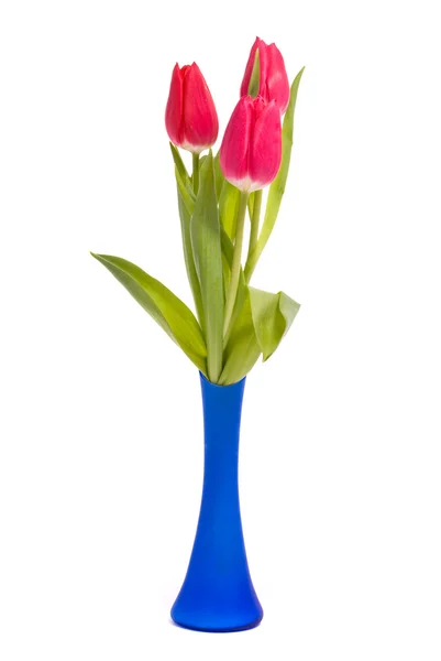 Красные тюльпаны в синей вазе — стоковое фото