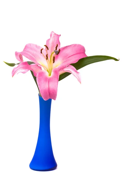 Розовая лилия в голубой вазе — стоковое фото