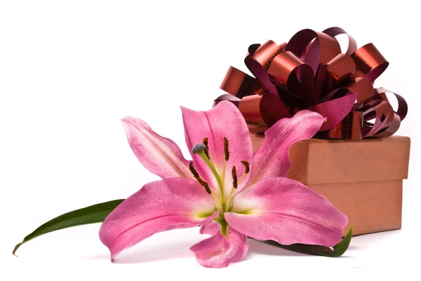 Lírio rosa e caixa de presente — Fotografia de Stock