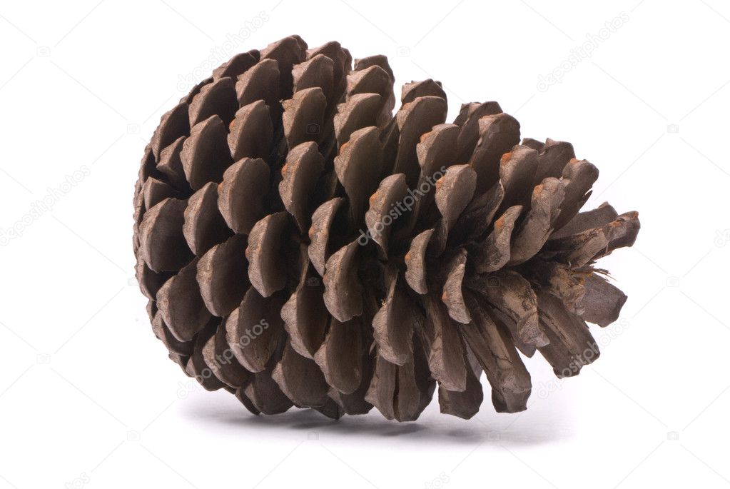 Front view of a pine cone