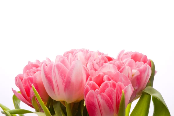 Розовый тюльпан . — стоковое фото