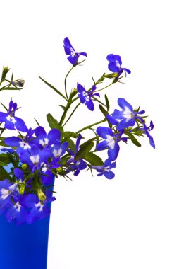 Beautiful flowers (Lobelia) clipart