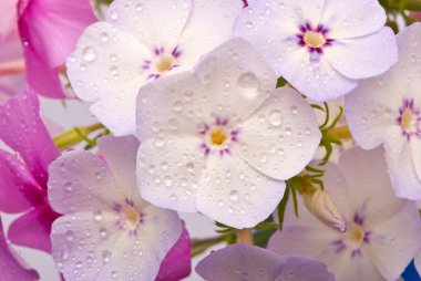 Beautiful flowers with water drops clipart