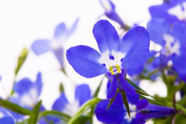 Beautiful flowers (Lobelia). clipart