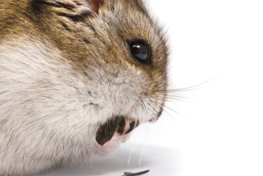 Dwarf hamster eating sunflower seed clipart