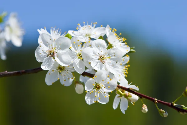 Meraviglioso albero fiorito — Foto Stock