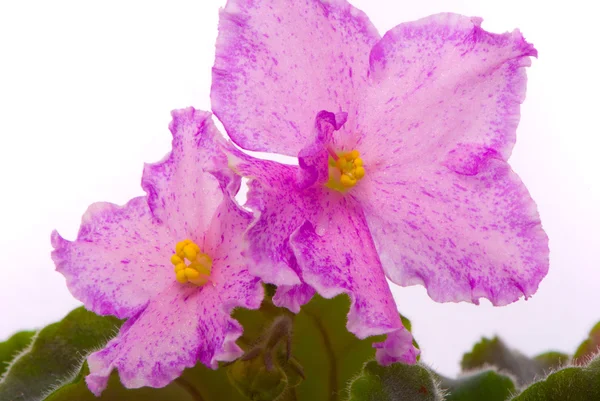 Fresh violets isolated on white — Stock Photo, Image