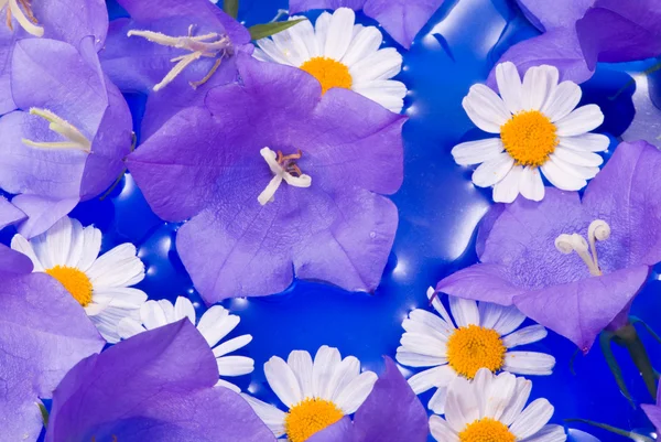 Camomiles and bellflowers — Stock Photo, Image