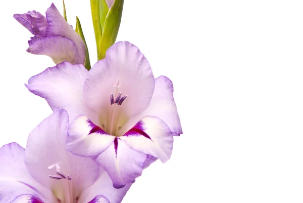 Hermoso Gladiolus. Macro . —  Fotos de Stock