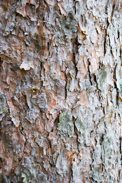 Деревянная кора — стоковое фото