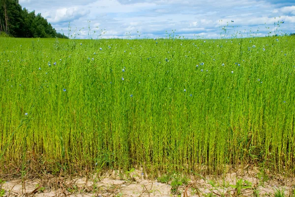 Beautiful flax field — Stock Photo, Image