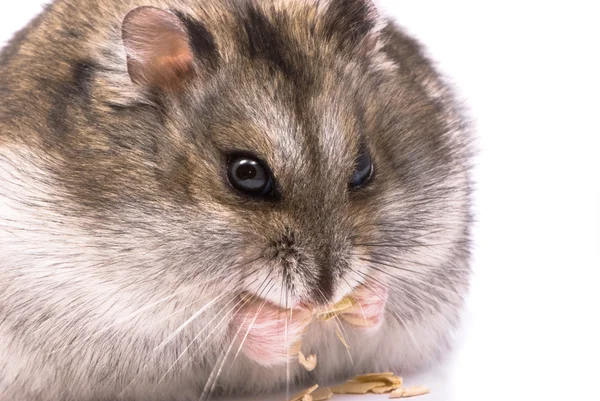 Hamster anão comendo semente de abóbora — Fotografia de Stock