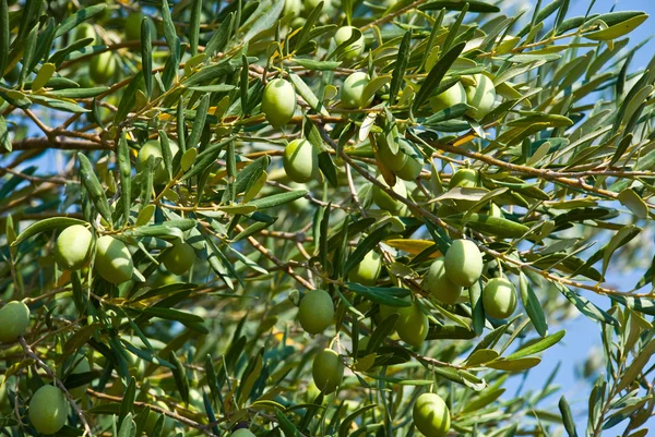 Зеленые оливки на дереве — стоковое фото