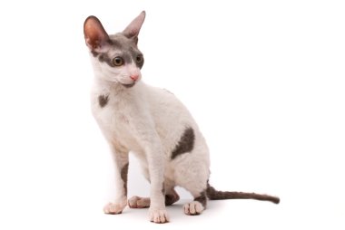 Beyaz bir arka planda Cornish rex kedi