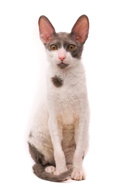 Cornish rex cat clipart