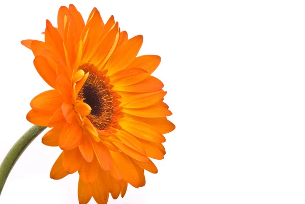 Gerber πορτοκαλί λουλούδι — Φωτογραφία Αρχείου