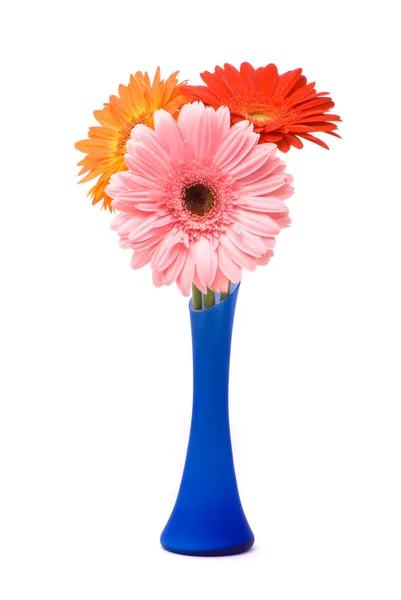 Hermosas flores de gerber en jarrón azul — Foto de Stock