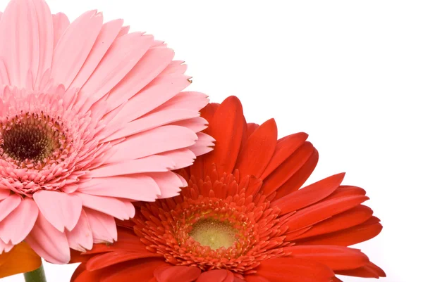 Krásný gerber květiny — Stock fotografie