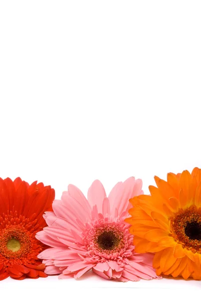 Beautiful gerber flowers — Stock Photo, Image