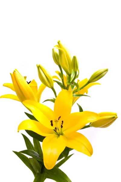 Желтая лилия на белом фоне — стоковое фото
