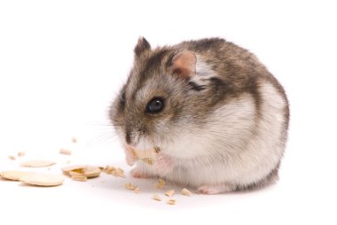 Dwarf hamster eating pumpkin seed clipart