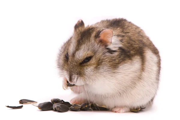 Dwarf hamster eating sunflower seed — Stock Photo, Image