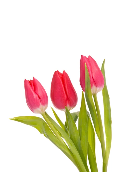 Красные тюльпаны на белом фоне — стоковое фото
