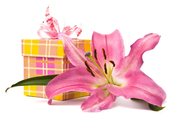 Pink lily and gift box — Stock Photo, Image