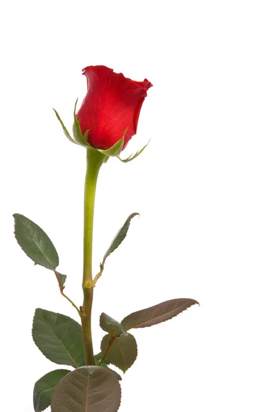 红玫瑰在工作室的白色背景上. — 图库照片