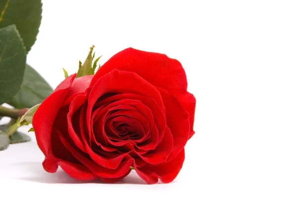 Red rose on a studio white background. — Stock Photo, Image
