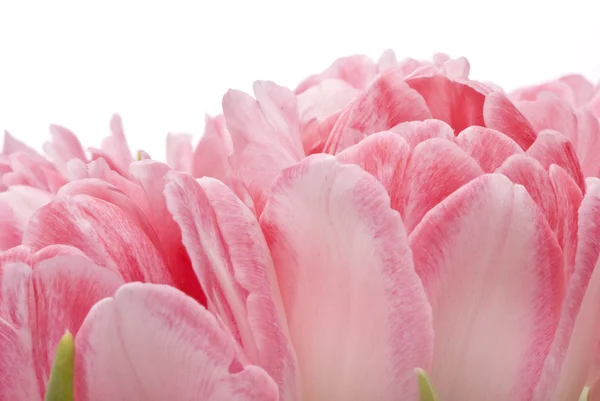 Tulipanes rosados, macro —  Fotos de Stock