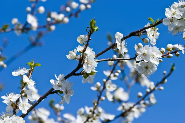 Maravilhosa árvore de floração — Fotografia de Stock
