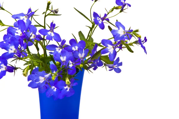 Gyönyörű virágok (lobelia) — Stock Fotó