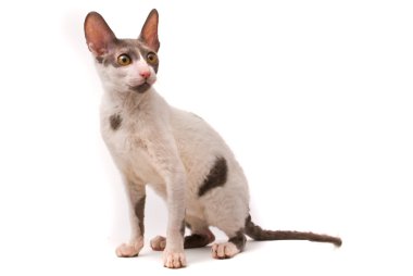 Beyaz bir arka planda Cornish rex kedi