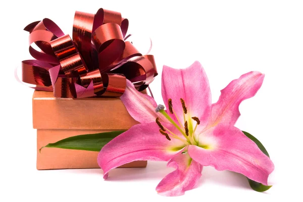 Рожева лілія і подарункова коробка на білому — стокове фото