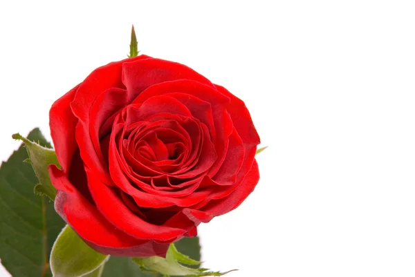 Red rose on a studio white background. — Stock Photo, Image