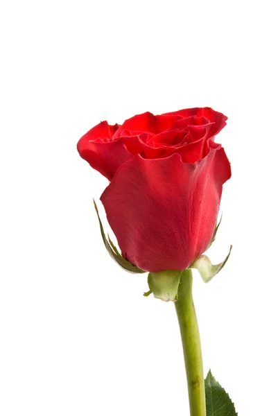 एक स्टूडियो सफेद पृष्ठभूमि पर लाल गुलाब . — स्टॉक फ़ोटो, इमेज