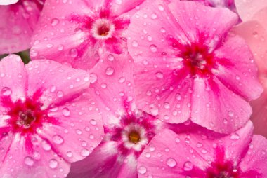 Beautiful flowers with water drops clipart