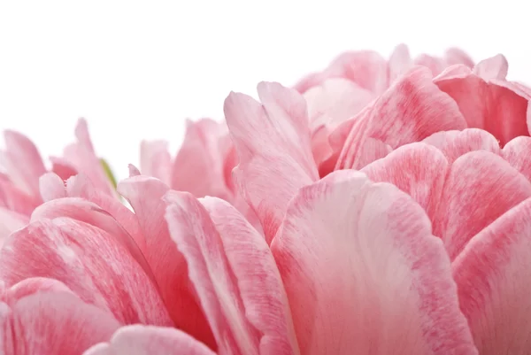 Tulipanes rosados, macro — Foto de Stock
