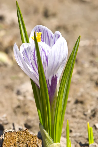 Hermosa flor de primavera —  Fotos de Stock