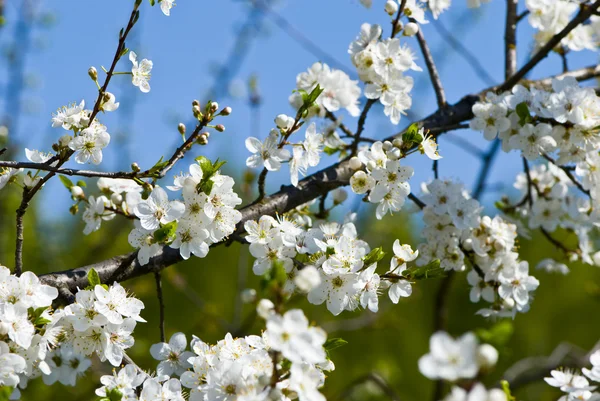 멋진 꽃 나무 — 스톡 사진