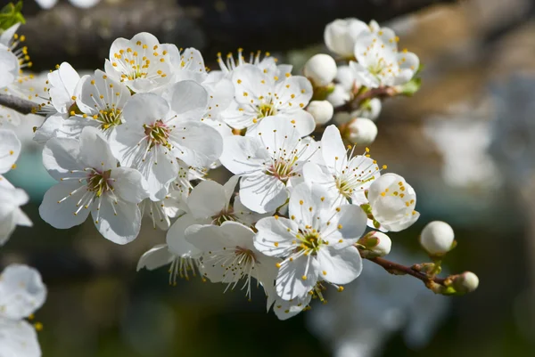 멋진 꽃 나무 — 스톡 사진