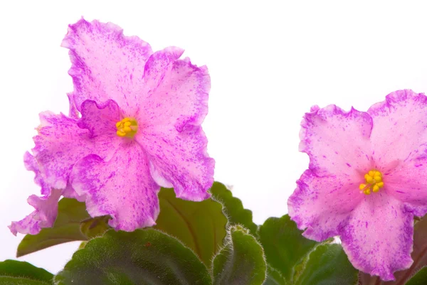 新鲜的紫罗兰 — 图库照片