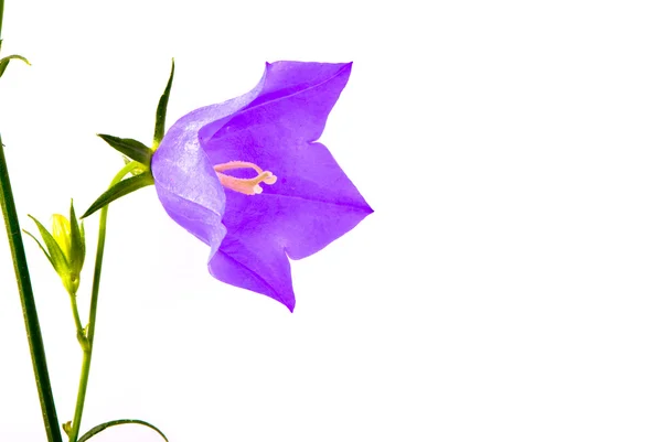 Güzel bellflower — Stok fotoğraf