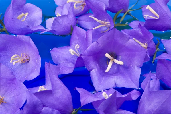 Bellflowers on blue water — Stock Photo, Image