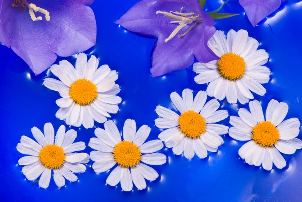 Camomiles és bellflowers, a kék víz — Stock Fotó